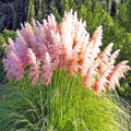 1 Pampas Grass Plant Live in 4" Pot, Ornamental Grass Live Plant for Growing Your Garden (Pink Pampas Grass)