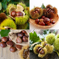 Chestnut Tree Live Plant, Edible Chestnut Tree, 6-12 Inch Tall