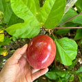 Passion Fruit Plant Live 4-7 Inch, Passionfruit Vine for Outdoor Garden, Tropical Climbing Vine for Trellis, Fence or Backyard Growing (Red Passionfruit)