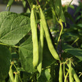 Bean Plant Live 4 Inch Pot, Starter Bean Plant for Garden, Compact Vegetable Plant for Raised Beds, Patio Containers or Outdoor Growing, 3-6 Inches (Bush Bean)