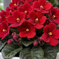 Red African Violet Plant Live, 4 Inch Pot, Indoor Flowering Plant