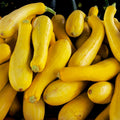 2 Summer Squash Plants Live 4'' Pot, Edible Squash Plant for Raised Beds, Patio Containers or Outdoor Growing, 2 Plants per Pot