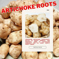 5 Jerusalem Artichokes for Planting, Jerusalem Artichoke Tubers, Fresh Sunchokes Sunroots, Hardy Perennial Edible Roots for Outdoor Garden