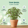 Basil Plant Live in 4'' Pot, Fragrant Basil Herb for Container, Patio or Indoor Growing, Fast Growing, Ready to Grow Herbs