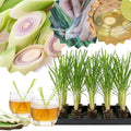 8 Big Lemongrass Live Plants Stalks, Lemon Grass Stalks Well-Rooted, Trim Back Herb Plants Perennial Plants, Lemongrass for Planting Indoor Outdoor