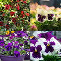 Pansy Assorted Flowers Live Plant, Vibrant Mixed Colors, 4 Inches Pot, Hardy Cool Season Outdoor Bloom for Spring and Fall Landscaping