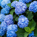 Hydrangea Bush Tree Live Plant, 6 to 12 Inches Tall, Blue Hydrangea Shrub Plant Live Garden