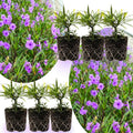 06 Mexican Petunias Live Plants for Spring Planting, 4-6" Well Rooted for Outdoor Growing, No Pot, (Purple Petunia)