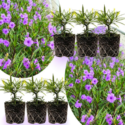 06 Mexican Petunias Live Plants for Spring Planting, 4-6" Well Rooted for Outdoor Growing, No Pot, (Purple Petunia)