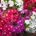 1 Assorted Dianthus Live Plant in Pot, Dianthus Carnation Perennial Plant Live, Very Fragrant Mixed Random Colors