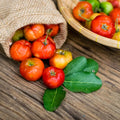 Barbados Cherry Tree Live Plant, Cherry Plant, Sweet Cherries Seedling in 4 Inches Pot, 4-7 Inches Tall, Indoor Outdoor Growing