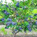 Emerald Blueberry Plant Live for Planting, Blueberry Bushes for Planting, 4"-7" Cold Hardy Blueberries Southern Highbush