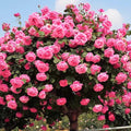 Deep Pink Climbing Rose Live Plant, Can Grow As Rose Bushes Shrubs, Fragrant Ready to Plant, Starter Size, 5 to 10 Inc Tall, Dormant in Winter
