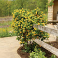 Yellow White Honeysuckle Bush Climbing, Honeysuckle Plant Live Vine, Fragrant Lonicera Perennial Bushes Shrubs Potted
