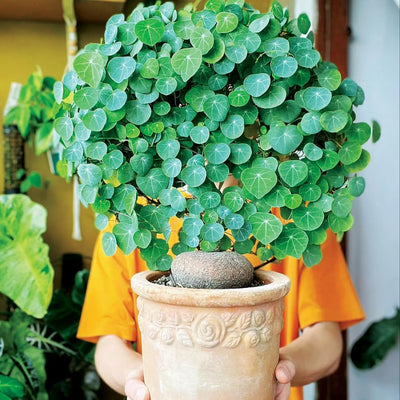 2.5"-3" Cephalantha Stephania Plant Medium Caudex, Medium Succulent with No Hair Roots, Already Sprouts, Rare Caudex for Indoor Outdoor, Cold Hardy