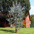 Baby Blue Eucalyptus Tree Live, Eucalyptus Plant Live in 2.5" Pot, Starter Plants, Cold Hardy, Dormant in Winter