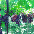 Seedless Grape Vine, Grape Plant Live Well Rooted Plant Zones 4 to 9, Sweet Grape Fruit Tree, in 2.5" Pot