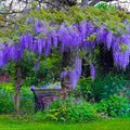 Blue Wisteria Tree Live Plant, 6 to 9 Inch Tall, 2,5 Inch Pot Wisteria Live Plant, Bloom All Summer
