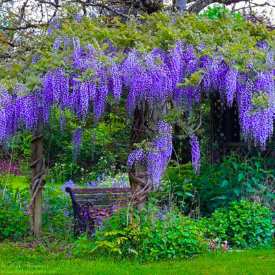 Blue Wisteria Tree Live Plant, 6 to 9 Inch Tall, 2,5 Inch Pot Wisteria Live Plant, Bloom All Summer