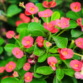 Red Crown of Thorns Plant, Euphorbia Crown of Thorns Plant, Live Cactus Plant 4 Inches Pot, Cactus Plant Indoor