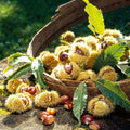 Chestnut Plant Live 6-12 Inches Tall, Chestnut Bareroot Tree