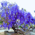 Rare Blue Moon Wisteria Vine Tree Live Plant in 2.5" Pot, Wisteria Tree Live Plant, Ready to Plant