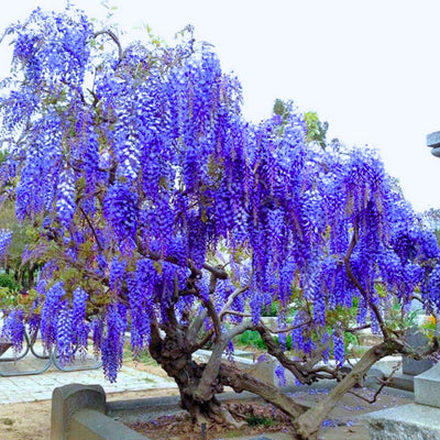 Rare Blue Moon Wisteria Vine Tree Live Plant in 2.5" Pot, Wisteria Tree Live Plant, Ready to Plant