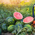 Red Watermelon Live Plant, Sweet Watermelon Seedling from 4-6 Inches Tall, Easy Care Fruit Bearing Plant for Garden Beds, 2 PPP