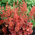 Cherry Coral Bells Heuchera Live Plant in 2.5 Inch Pot, Perennial and Shade Heucherella Bushes Shrubs Plant