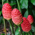 2Pcs Awapuhi Shampoo Ginger Roots, Zingiber Zerumbet Pinecone Ginger for Outdoor Planting, Fresh Ginger Rhizomes to Grow