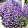 4 Lavender Plants Live Outdoor Indoor, Cold Hardy Fragrant Perennial Herb for Garden and Landscape, 4-8 Inch Tall (Phenomenal Lavender)