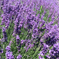 Lavender Live Plant in  Pot, Lavender Herb Plants, Fragrant Hardy Herb for Indoor or Outdoor Planting