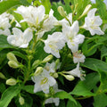 White Weigela Live Plant, 4 Inch Pot Plant for Garden, Weigela Plant for Outdoor Garden