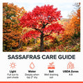 Sassafras Tree, Outdoor Landscape Shrub, 1-2 Ft Tall