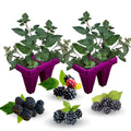 02 Sweet Boysenberry Plants Live for Planting, 4-6" Inch Tall for Outdoor Spring Planting