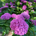 Change Color Hydrangea Live Plant in 2.5 Inch Pot, Hydrangea Trees Shrub Bush Perennial Outdoor Planting (Pink to Blue Purple)