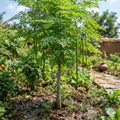 2PPP Moringa Oleifera Live Plant, 4–8 Inches Tall, Tree for Home Gardens