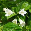 White Weigela Live Plant, 4 Inch Pot Plant for Garden, Weigela Plant for Outdoor Garden
