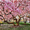 Magnolia Tree Live Plant for Planting, Magnolia Flowers Bush 6 to 12 Inches Height, in Pot, Fragrant Magnolia Shrub (Saucer Magnolia)