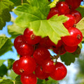 Live Currant Bush Plant Fast Growing, Ready Bear Fruit Within 1 Year - No NC, WV, NH, 6-14" Tall, Great for Backyard or Orchard Growing, Currant Plant (Red)