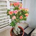 Desert Rose Live Plant, Adenium Desert Rose 4-8'' Tall, Hardy Flowering Succulent for Indoor Outdoor Gardens (Random Color Flowers)