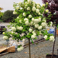 Juddi Viburnum Tree Live Plant Shrub in Pot, 8 Months Old Bush Ready to Grow Ready to Grow Outdoor Fragrant, 6-12"