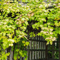 Kiwi Plant Live, Hardy Berries Plant Well Rooted, 5-9" Tall