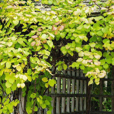 Set 2 Kiwi Plants Live Male, Hardy Kiwi Vine Well Rooted, Kiwi Tree Live Starter Plants, 5-8" Tall