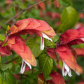 Live Red Shrimp Plants for Garden 5 Inc to 7 Inc Tall, Easy to Plant, 2 Plants, Red Shrimp Live Plants, Shrimp Well Rooted for Growing Indoor Outdoor, Shrimp Plants Live