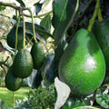 Set 2 HASS Avocado Tree Live Plant Seedlings, 1 Year Old Well Rooted HASS Avocado Tree in 4 Inc Pot for Planting, Live Avocado Plant, 8 Inch to 12 Inch in Tall