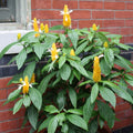 2 Yellow Shrimp Plants for Garden, 3 Inc to 5 Inch Tall, Fragrant Flower Live Plant, Shrimp Live Plants, Live Shrimp Plants