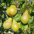 Pear Tree Plant Live, Sweet Crisp Fruit Tree, 1.5-2.5 Ft Tall