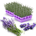 2 Plugs Lavender Plants Live Starter Plants 1-3" in Tall, Hardy Perennial Lavender for Garden and Landscape with Fragrant Purple Blooms, No Pot (Blue)