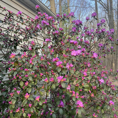 Azalea Live Plant, Live Azalea Plants, Flowering Shrub with Vibrant Red Blooms, 4-7 Inches Tall in 4 Inch Pot (Pink)